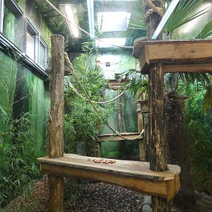 Northern white-cheeked gibbon indoor enclosure