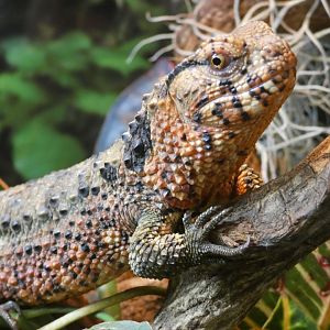 Chinese crocodile lizard