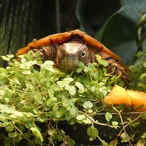 Black-breasted leaf turtle