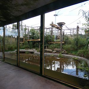 Northern white-cheeked gibbon outdoor enclosure