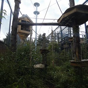 Northern white-cheeked gibbon outdoor enclosure