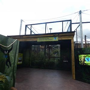 Northern white-cheeked gibbon outdoor viewing area