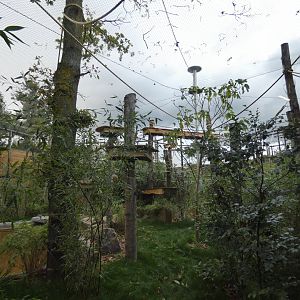 Northern white-cheeked gibbon outdoor enclosure