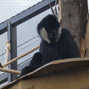 Northern white-cheeked gibbon