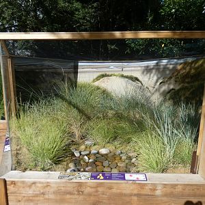 Sand lizard enclosure