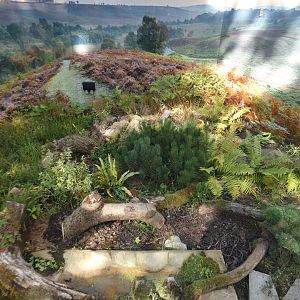 Aesculapian ratsnake enclosure