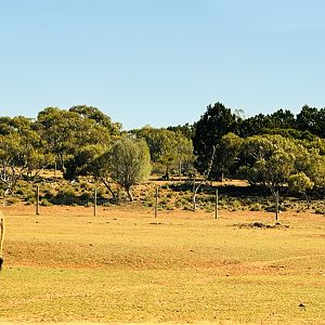Nyala enclosure (from within giraffe enclosure)