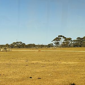 Mongolian Wild Horse/Bison enclosure
