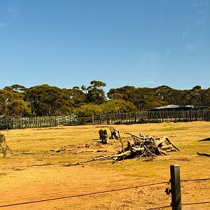 White rhino enclosure