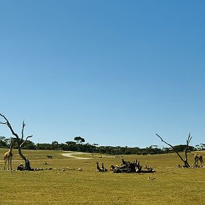 Giraffe/eland/ostrich enclosure
