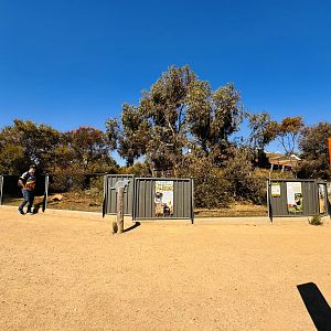 Tasmanian devil enclosure