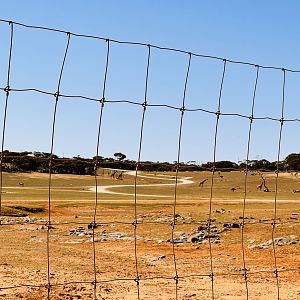 Giraffe/eland/ostrich enclosure