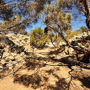 Yellow-footed rock wallaby enclosure