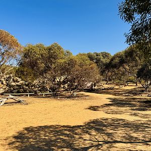 Yellow-footed rock wallaby enclosure