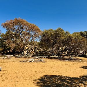 Yellow-footed rock wallaby enclosure