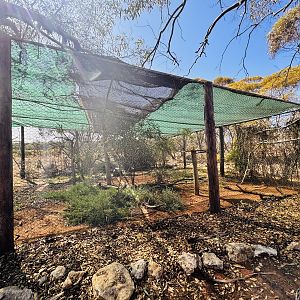 Tawny frogmouth enclosure