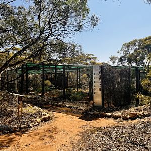 Tawny frogmouth enclosure