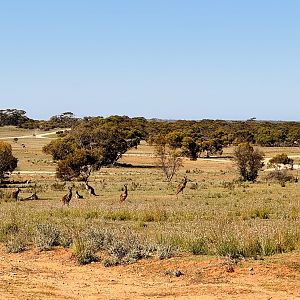 General view - wild kangaroos