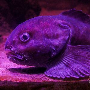 Ebinania vermiculata