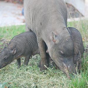 Babirusa and piglets at ZSL London, 5/10/2024