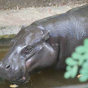 Pygmy hippopotamus at ZSL London, 5/10/2024