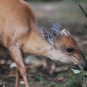 Red forest duiker at ZSL London, 5/10/2024