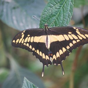 King swallowtail at ZSL London, 5/10/2024