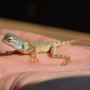 East Arabian desert agama (Pseudotrapelus jensvindumi)