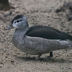 Indian cotton pygmy goose (Nettapus coromandelianus coromandelianus)
