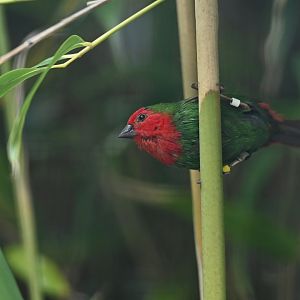 Red-throated Parrotfinch Erythrura psittacea
