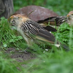 Guira Cuckoo Guira guira