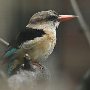 Brown-hooded kingfisher Halcyon albiventris