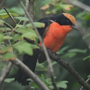 Yellow-crowned gonolek Laniarius barbarus