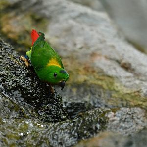 Blue-crowned Hanging-Parrot Loriculus galgulus