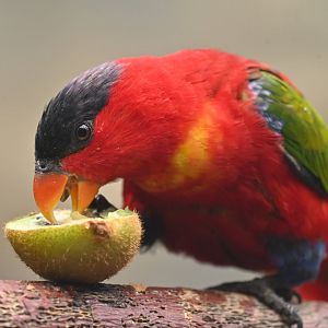 Purple-naped Lory Lorius domicella