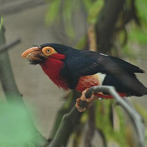Bearded Barbet Lybius dubius