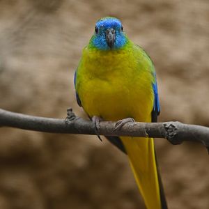 Turquoise Parrot Neophema pulchella