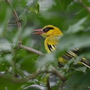 African Golden-Oriole Oriolus auratus