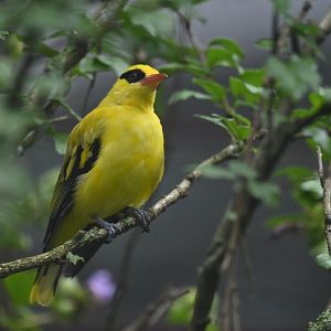 African Golden-Oriole Oriolus auratus