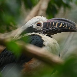 Tarictic Hornbill Penelopides panini
