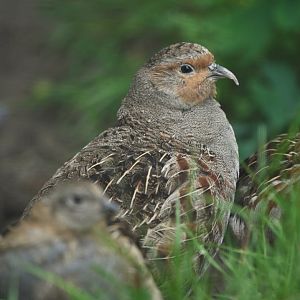 Grey Partridge Perdix perdix