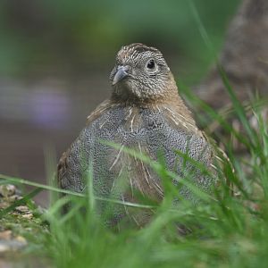 Grey Partridge Perdix perdix