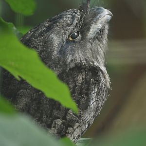 Tawny Frogmouth Podargus strigoides