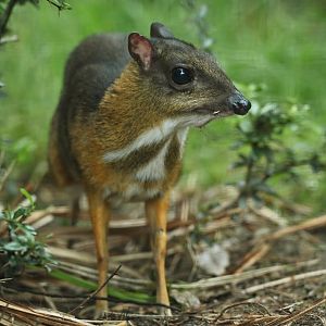 Lesser mouse deer (Tragulus sp)