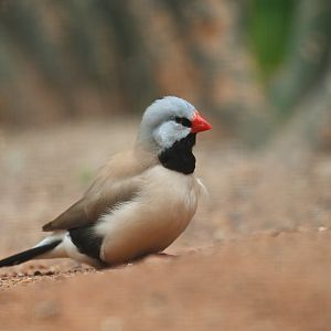 Long-tailed Finch Poephila acuticauda