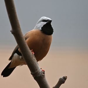 Black-throated Finch Poephila cincta
