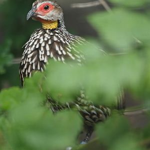 Yellow-necked Spurfowl Pternistis leucoscepus
