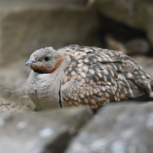 Black-bellied Sandgrouse Pterocles orientalis