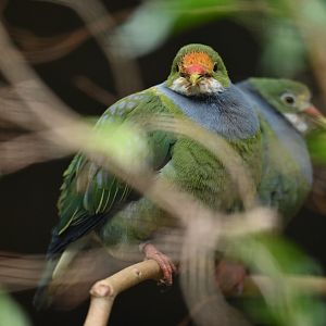 Orange-fronted Fruit-Dove Ptilinopus aurantiifrons