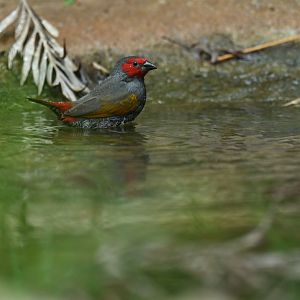 Red-faced Pytilia Pytilia hypogrammica